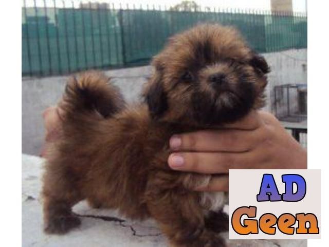 used Excellent Superb Class Quality Havanese Pups For Sale TrustDogsales. 9899803008 for sale 